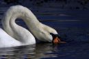 Feeding_Mute_Swan